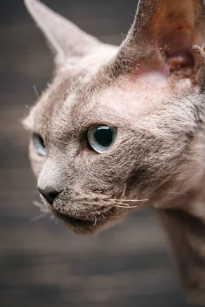 Студія макрос портрет Девон Рекс кішка. — стокове фото