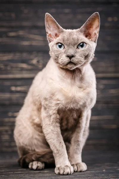 Rassekatze devon-rex sitzt auf dunklem Hintergrund — Stockfoto