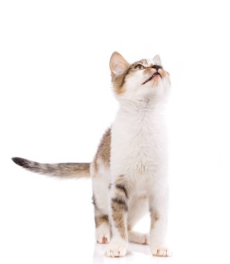 Bir kedi yavrusu ön tarafta oturur ve yukarı bakar.