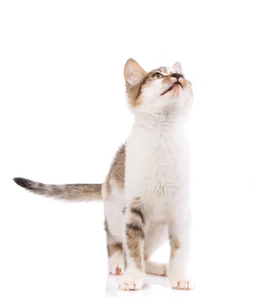 Um gatinho senta-se na frente e olha para cima — Fotografia de Stock