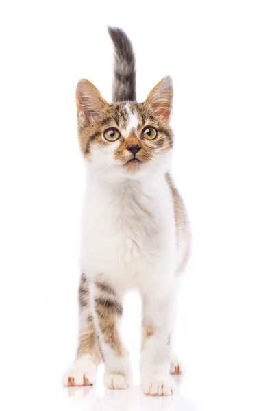 Un chaton mignon se tient debout et regarde la caméra — Photo