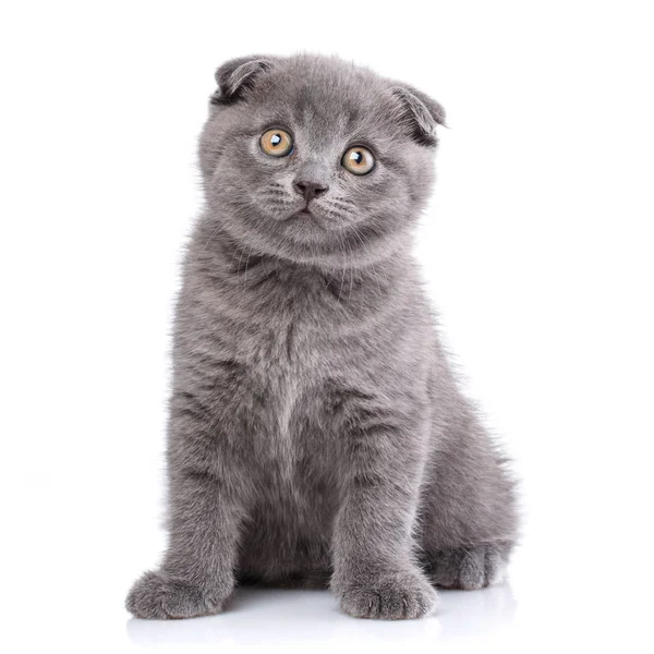 Scottish fold kitten isolated on a white background.The cat look — Stock Photo, Image