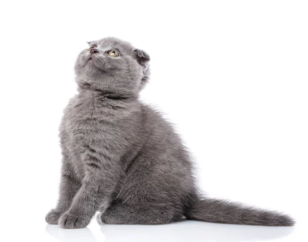 Scottish fold kitten isolated on a white background. Gray cat si — Stock Photo, Image