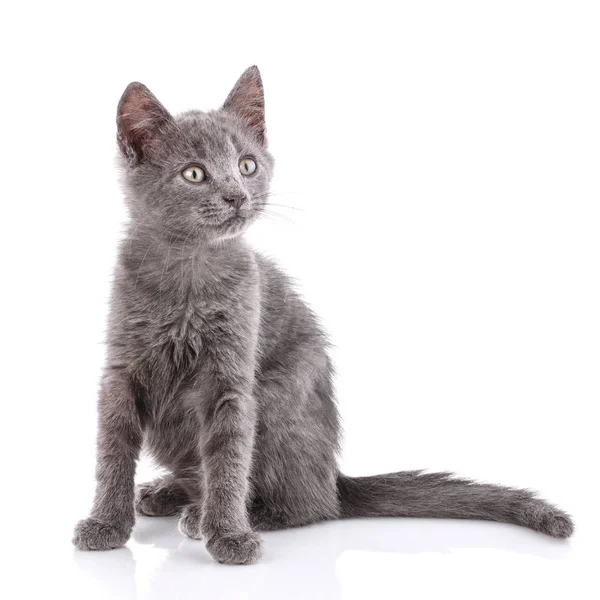 Curious kitten looks to the side. Isolated on a white background — Stock Photo, Image
