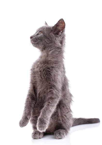 Gatinho brincalhão em pernas traseiras. Isolado sobre um fundo branco — Fotografia de Stock