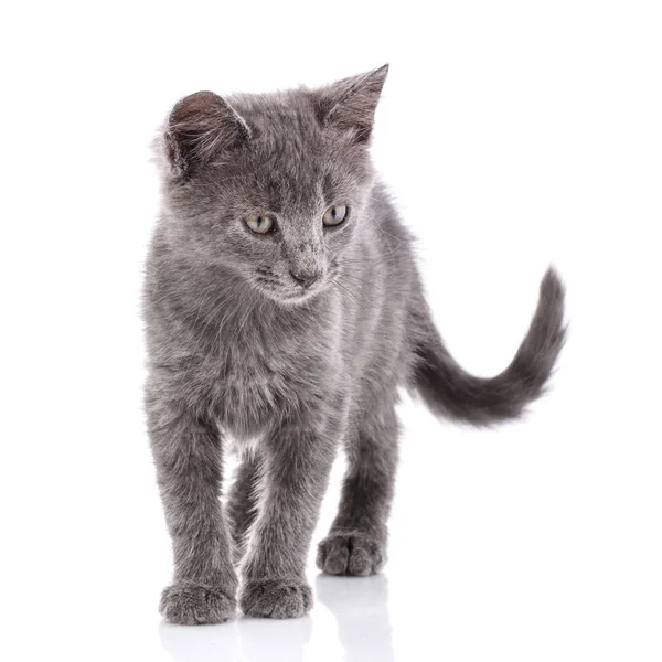 Grijze kat staat met een gebogen staart. Geïsoleerd op een witte achtergrond — Stockfoto
