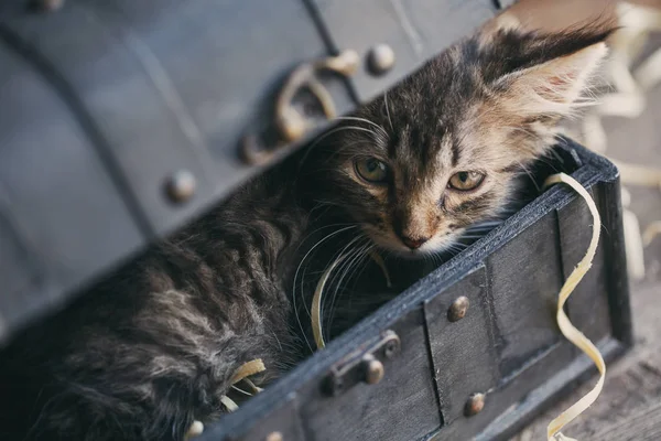 A striped kitty hid in a vintage chest — Stock Photo, Image