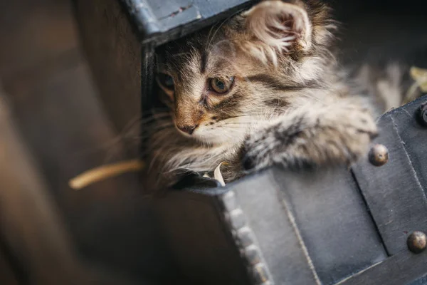 Pruhovaná kočičko vytáhla hlavu z hrudi — Stock fotografie