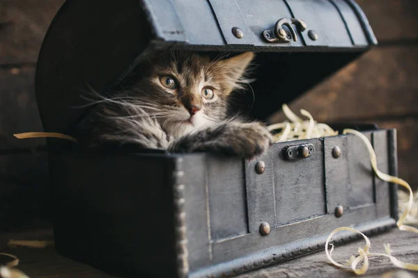 En liten, fluffig kattunge liggande i en låda. — Stockfoto