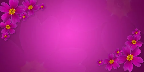 Μοβ Πριμούλα floral φόντο. Χρωματιστό χρώμα. Ευχετήρια κάρτα. — Φωτογραφία Αρχείου