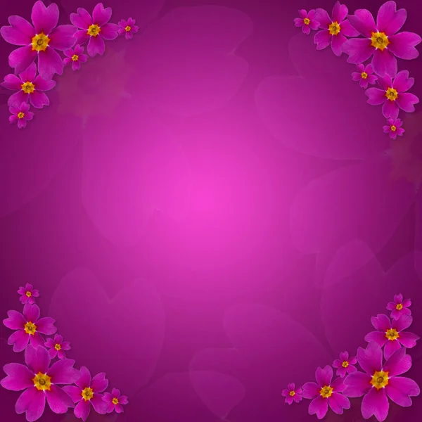 Μοβ Πριμούλα floral φόντο. Χρωματιστό χρώμα. Ευχετήρια κάρτα. — Φωτογραφία Αρχείου