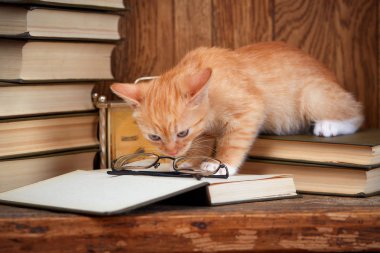 Kütüphanedeki bir kedi kitap okur.