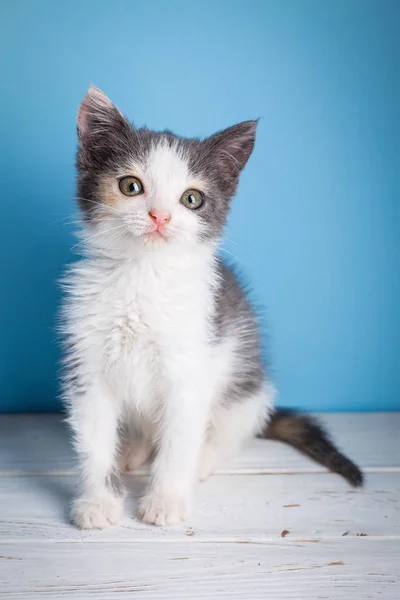 Geïnteresseerde kitten zittend zijwaarts, kijkend naar fotograaf — Stockfoto