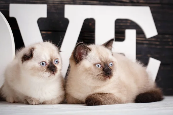 Gatinhos escoceses retos e escoceses. Puro-sangue escocês k — Fotografia de Stock