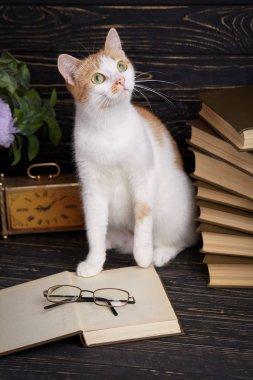Pussy put paws on a open book.