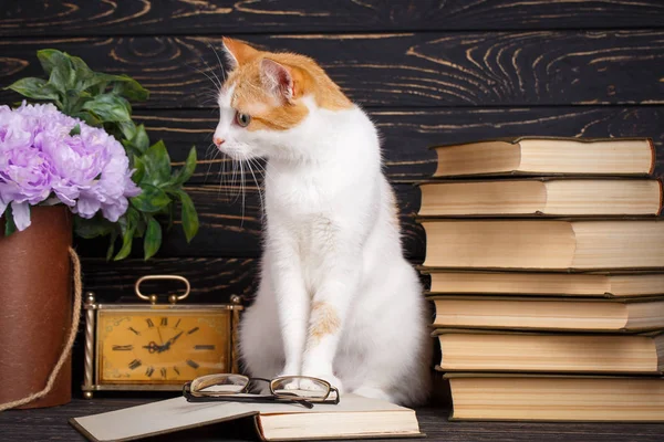 The cat is sitting on the table next to the books and a flower pot — Stock Photo, Image