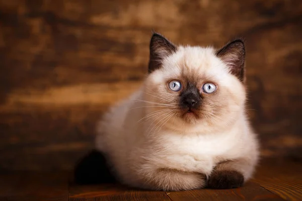 Escocês cor creme de gato reta. Gatinho escocês de raça pura — Fotografia de Stock