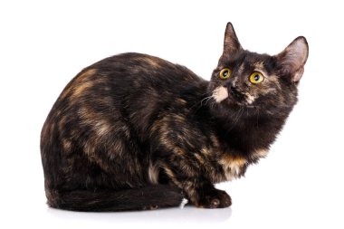 Kedi yan oturur ve yukarı bakar