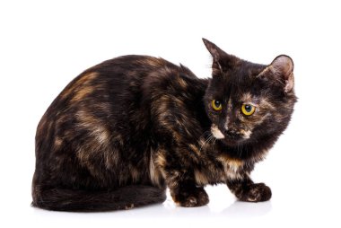 Tüylü bir kedi yavrusu oturur ve sola bakar