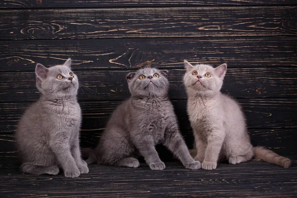 Scottish straight and scottish fold kittens. Funky kittens explo — Stock Photo, Image