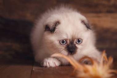 İskoç kat kedi yavrusu. Kabarık kedi yavrusu oynuyor