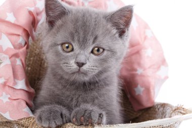 İskoç düz kedi yavrusu. Beyaz bir arka plan üzerinde izole edilmiş. Komik, kürklü kedi yavrusu yakından bakmak