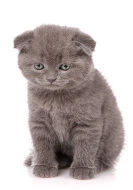 Lop-Eared yavru kedi. İskoçya kedi. Beyaz üzerine oynak kedicik.