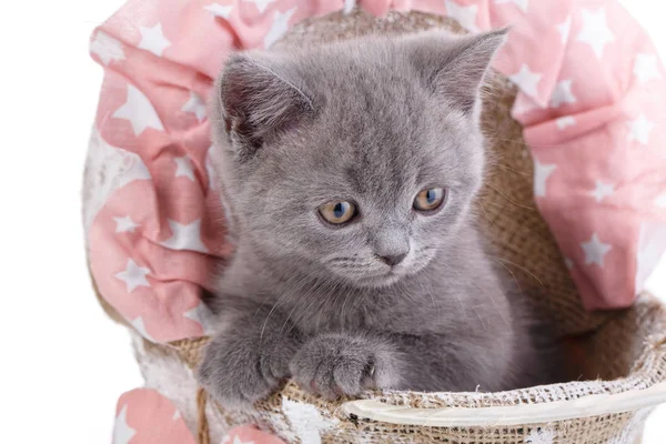 Schottisches Straight Kitten. isoliert auf weißem Hintergrund. graue Katze sitzt seitlich — Stockfoto