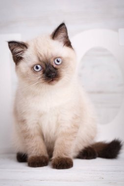 İskoç düz kedi krem irenk. Bir kedi oturur
