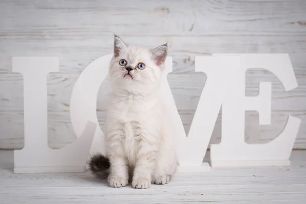 Écossais droit chat couleur crème. Modèle pour l'emballage des aliments pour chats. Carte de voeux Saint-Valentin . — Photo