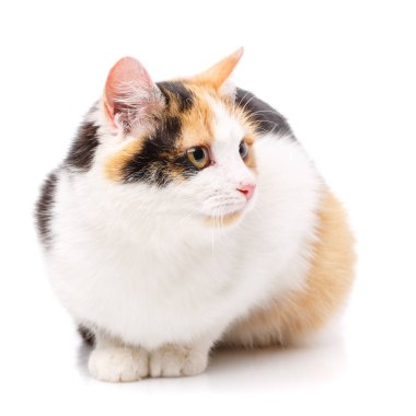 Beyaz arka plandaki mutlu kedi. Hayal kırıklığına uğramış bir kedi