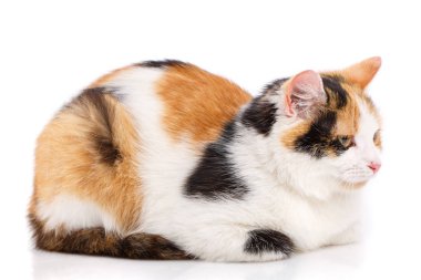 Beyaz arka planda mutsuz kedi. Hayal kırıklığına uğramış bir kedi