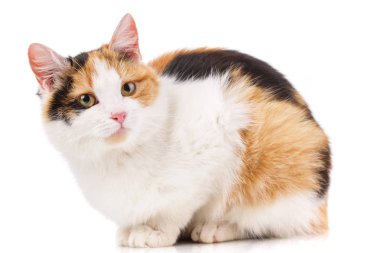 Kedi, evcil hayvan ve sevimli kavram - beyaz bir arka plan üzerinde kedi.