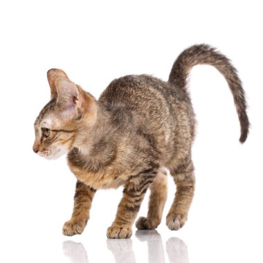 Kedi, evde beslenen hayvan ve şirin kavramı - beyaz zemin üzerine kırmızı kedi yavrusu.