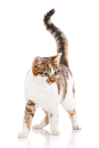 Cat is isolated on white. Cat poster. — Stock Photo, Image