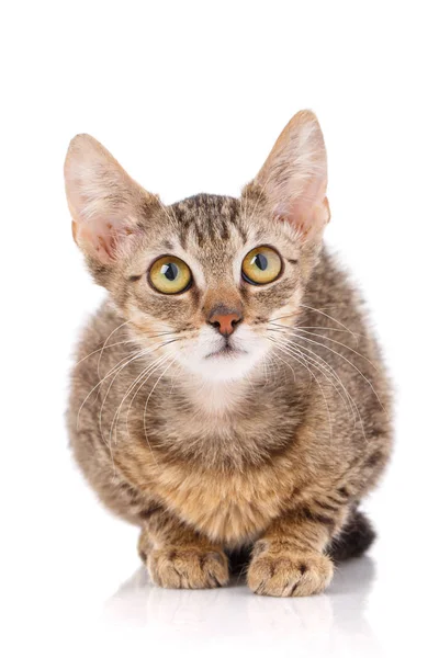 Gato, animal de estimação, e conceito bonito - gatinho vermelho em um fundo branco . — Fotografia de Stock