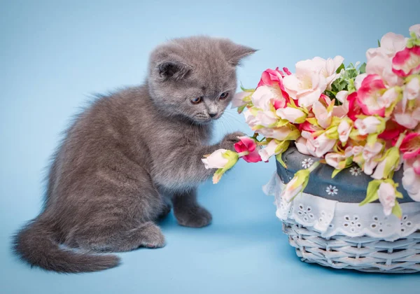 Het kitten raakt de poot aan de bloemen — Stockfoto