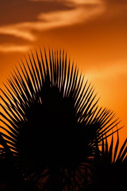Tropik güneş sırasında gökyüzü palmiye ağaçlarının Silhouettes