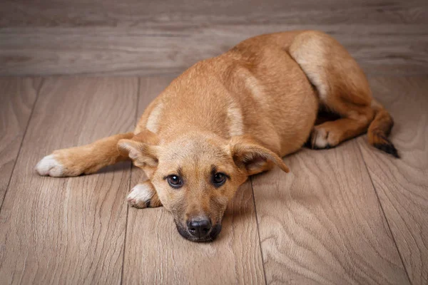 Ein trauriger roter Hund steht auf den Brettern. Der Hund wartet auf den Besitzer — Stockfoto