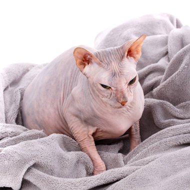 Kel kedi. Kedi doğurmak Sfenks. Çıplak kedi