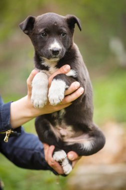 Evsiz köpek ev arıyor. Evsiz hayvanların sorunu