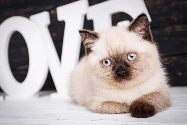 Écossais droit chat couleur crème. Chat couché devant des lettres sur un fond sombre — Photo