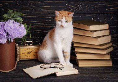 Kedi kitapta görünüyor