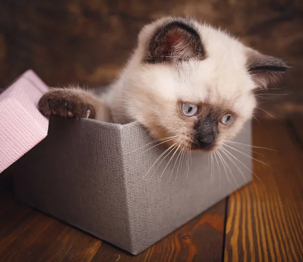 Schotse rechte kat crème kleur. Schotse raszuivere kitten — Stockfoto