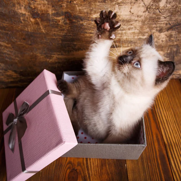 Schotse rechte kat crème kleur. Mooie pluizige kitten — Stockfoto