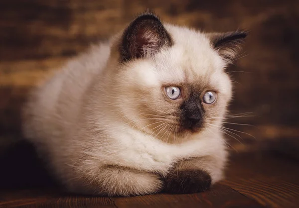 Schotse rechte kat crème kleur. Mooie pluizige kitten — Stockfoto