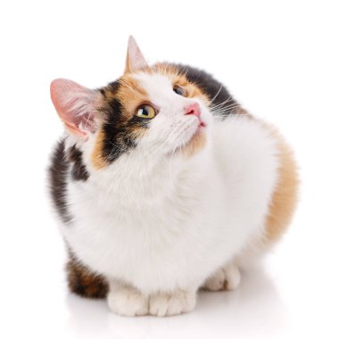 Kedi, evcil hayvan ve sevimli kavram - beyaz bir arka plan üzerinde kedi.