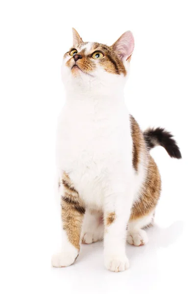 Kot, PET i cute koncepcji-Kitten na białym tle. — Zdjęcie stockowe