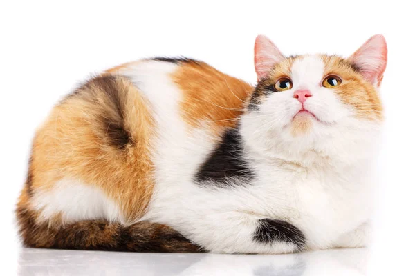 Kedi üzerinde beyaz izole. Kedi posteri.