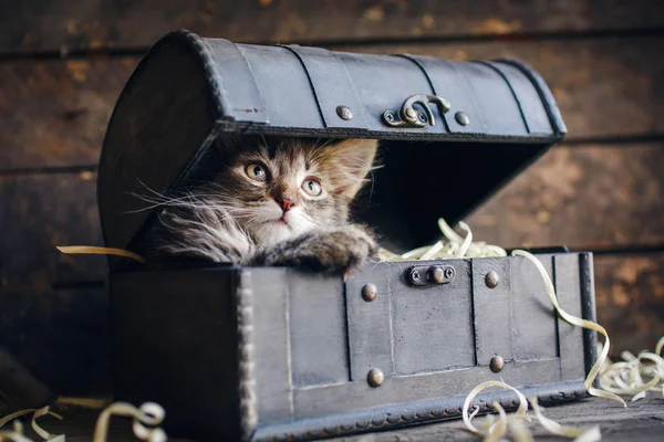 A striped kitty hid in a vintage chest — Stock Photo, Image